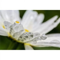 Posterazzi DPI12288203Large Отблизо на маргаритка с водна капчица, отразяваща отпечатъка на плаката на цветя от Марион Оуен, - Голяма