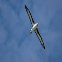 Антарктида-юг от Джорджия остров-Елсехул Бей сива албатрос се извисява по въздушни течения от галерия Jaynes