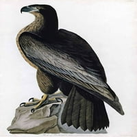 Bird of Washington - Платно или печат на изкуството на стената