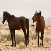 Намибия, Аус. Два диви коня в пустинята Намиб. Печат на плакати от галерия Jaynes