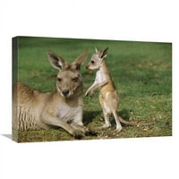 Глобална галерия в. Източно сиво кенгуру майка с Джоуи, Австралия Арт печат - Кирил Руосо