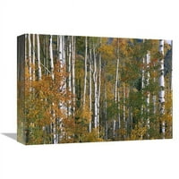 в. Аспен дървета в есенни цветове, изгубено езеро, Национална гора на Гунисън, печат на изкуството в Колорадо - Тим Фицхарис
